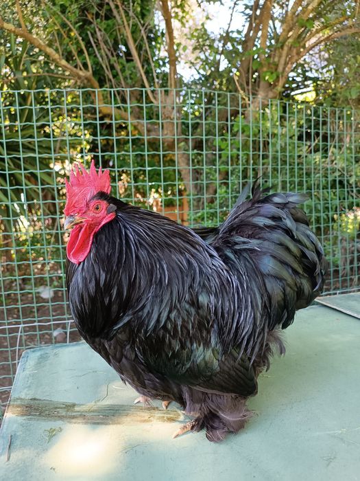 Ovos de Galinha Pekin
