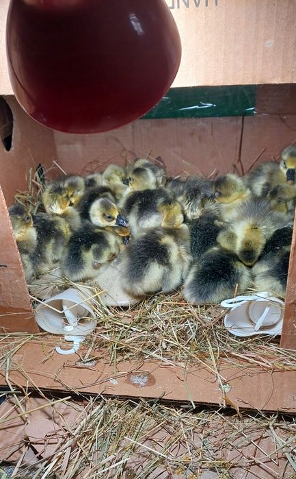 Вільні для замовлення великодні гусинята