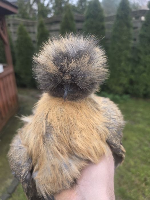 Kury rosy kury silki kury araukany pisklaki araukany