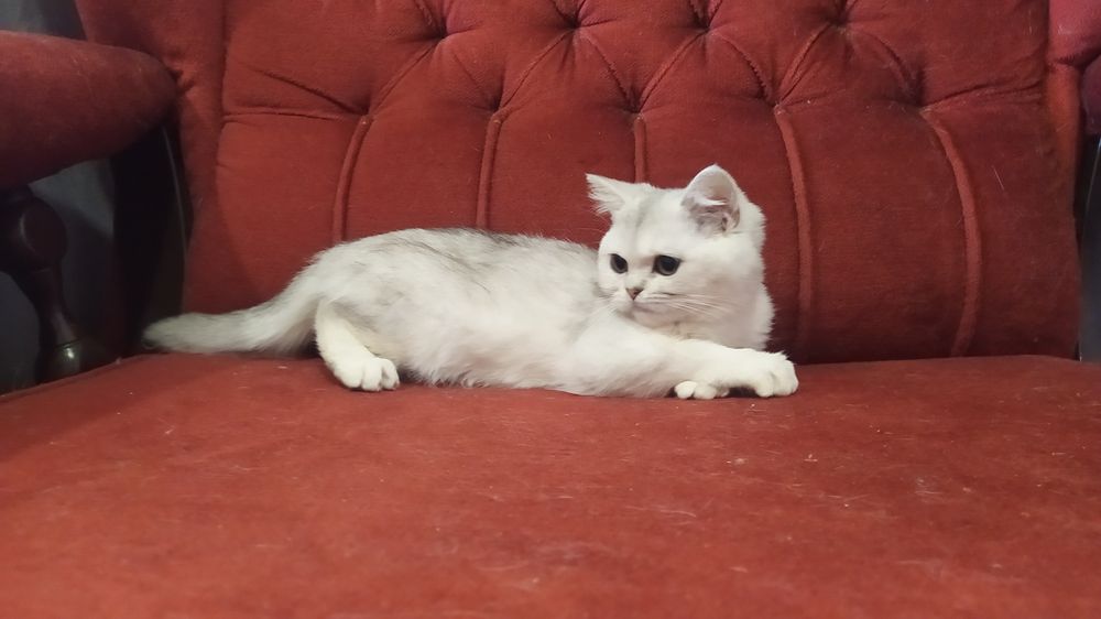 Мальчик и девочка шиншилла