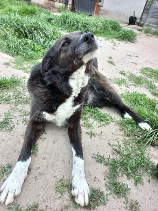 Zdzisława młoda, kochana suczka szuka domu! | MASZ NOSA