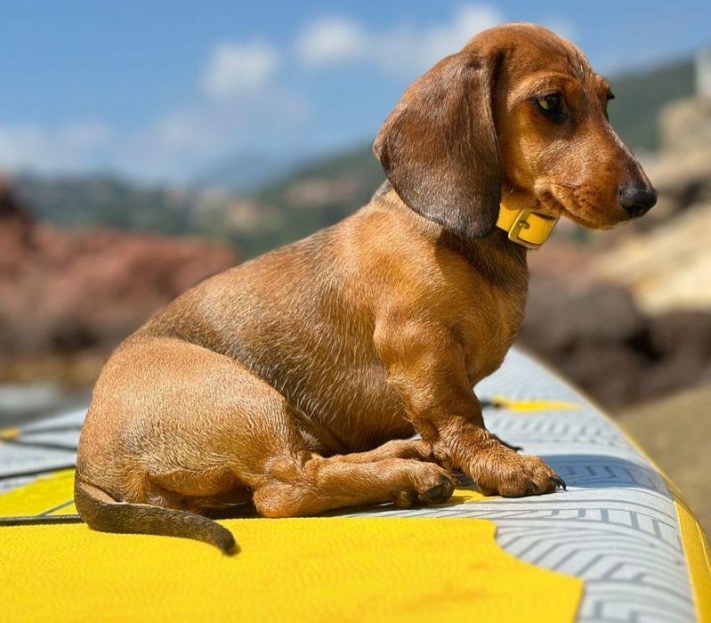 Руді і чорнопідпалий таксята.