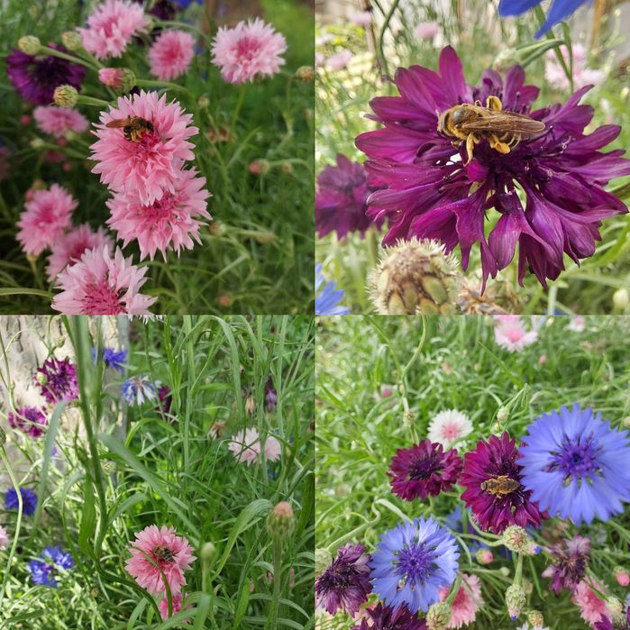 декоративна волошка / декоративні квіти насіння / декоративные цветы