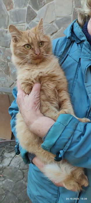 Котёнок котик Рыжик