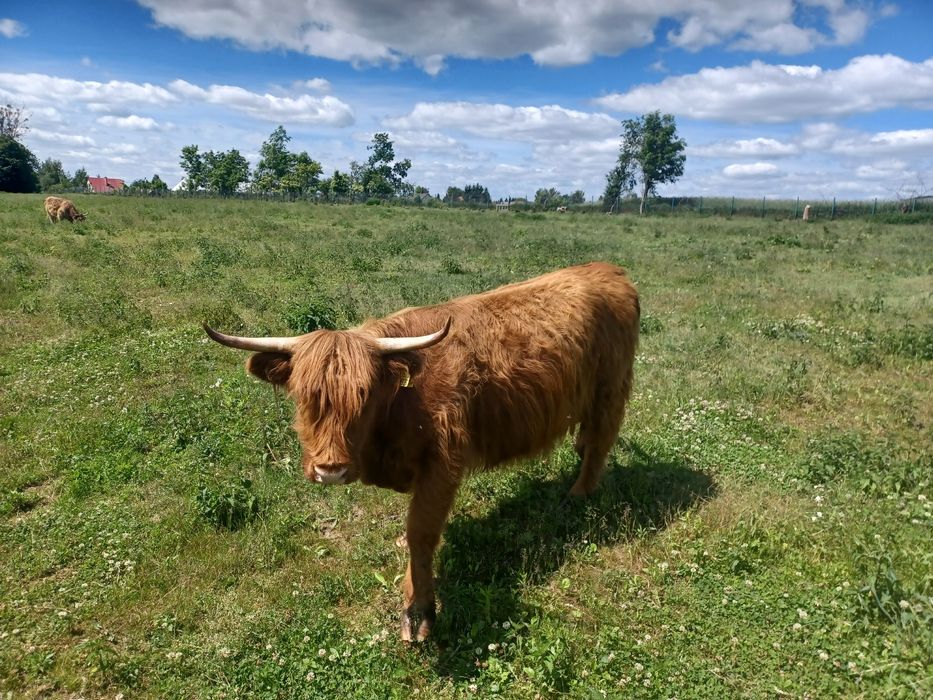 Sprzedam bydło Highland