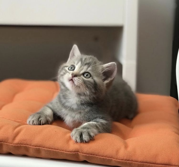Продаются котята возрастом 1,5 месяца.
