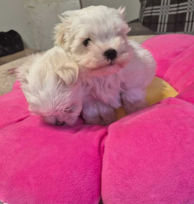 Maltańczyk piesek MINI 0,8 KG ZHPR