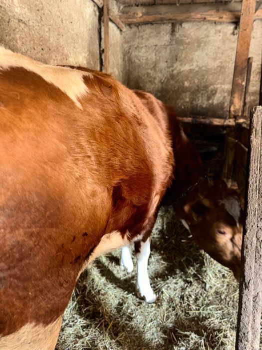 Продається тільна телиця