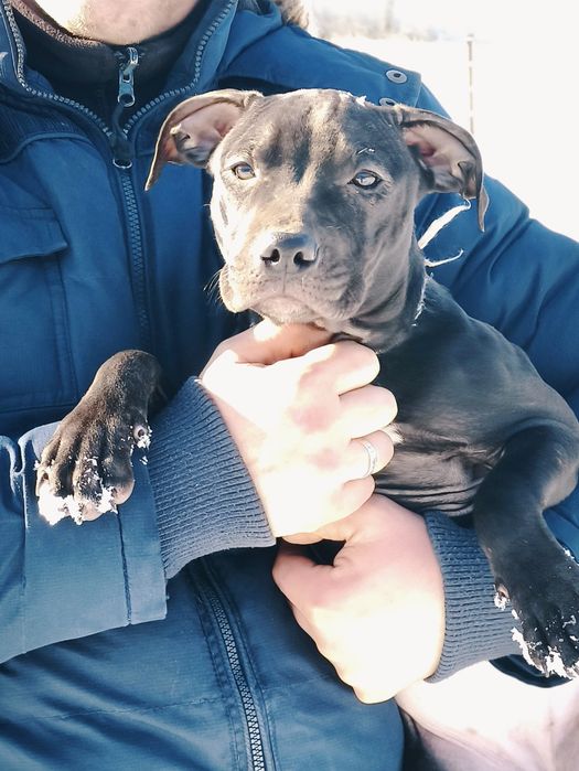 Цуценя Американський Пітбультер'єр. Пітбуль