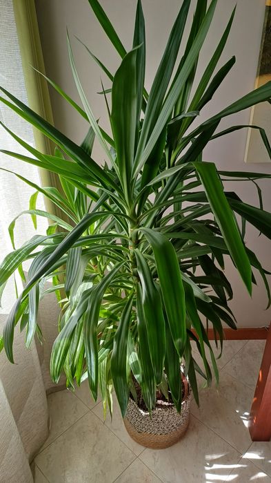 DRACAENA Planta natural