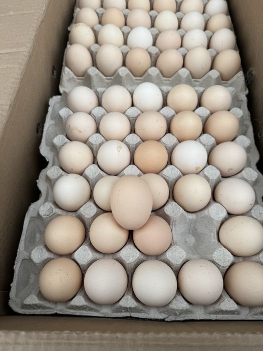 Продам яйцо куриное/перпелиное