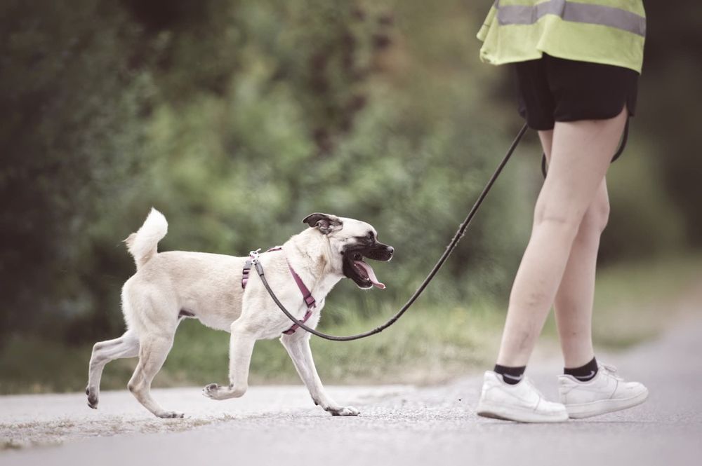Zack, pseudo mopsik czeka na dom
