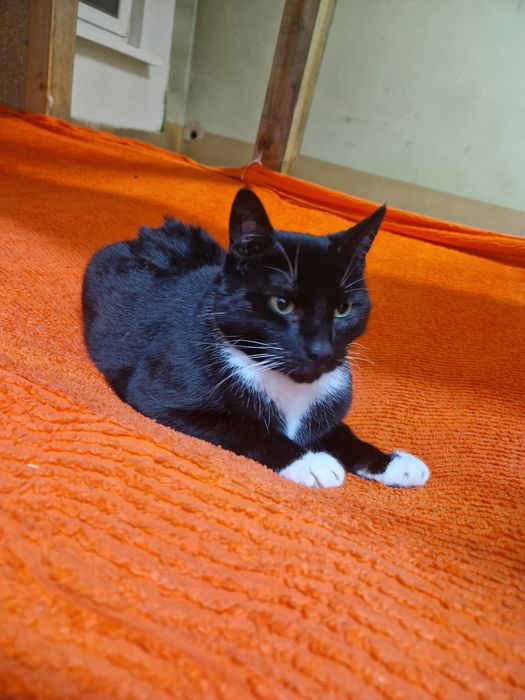 Wiele kotkow szuka pilnie domków