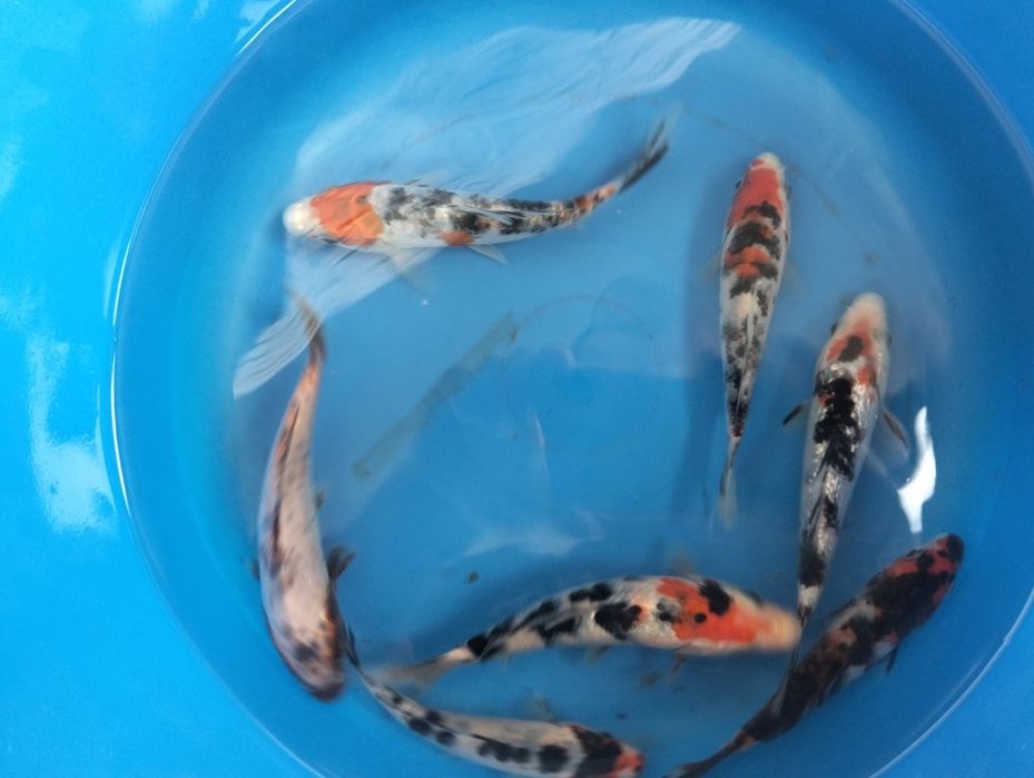 Carpa koi seleção 12 a 15cm