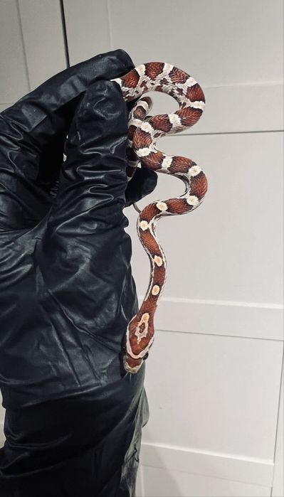 Wąż zbożowy węże zbożowe