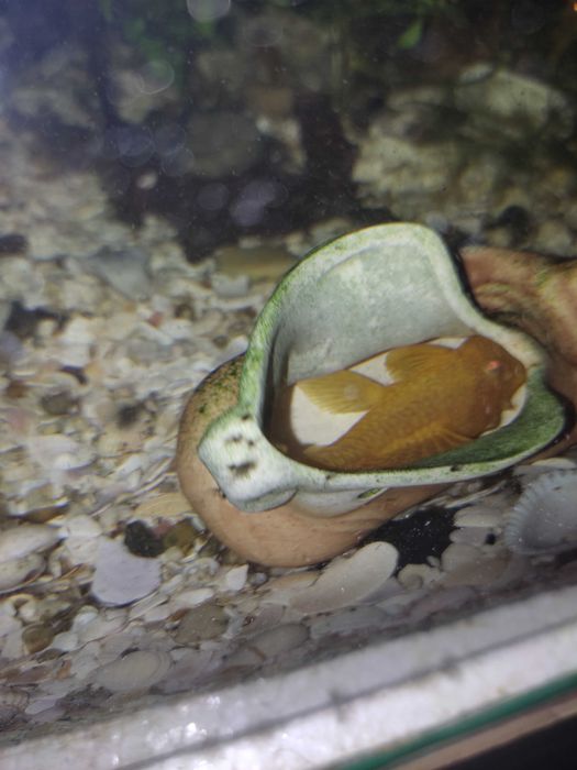 Продам рибок анциструси, анцики присоски