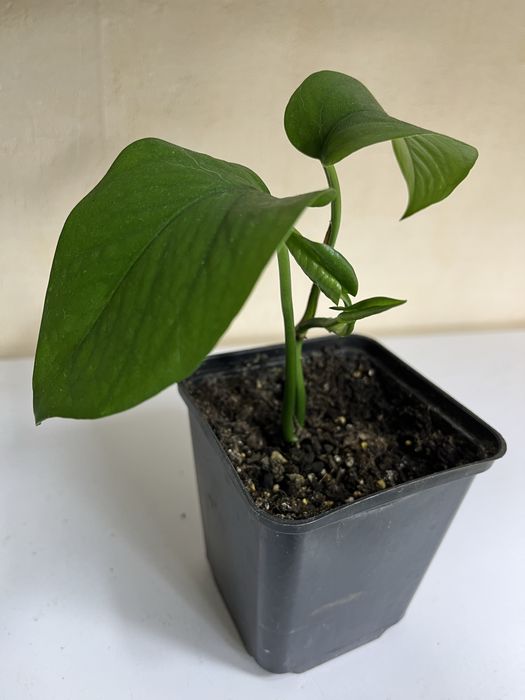 Продам кімнатні квіти