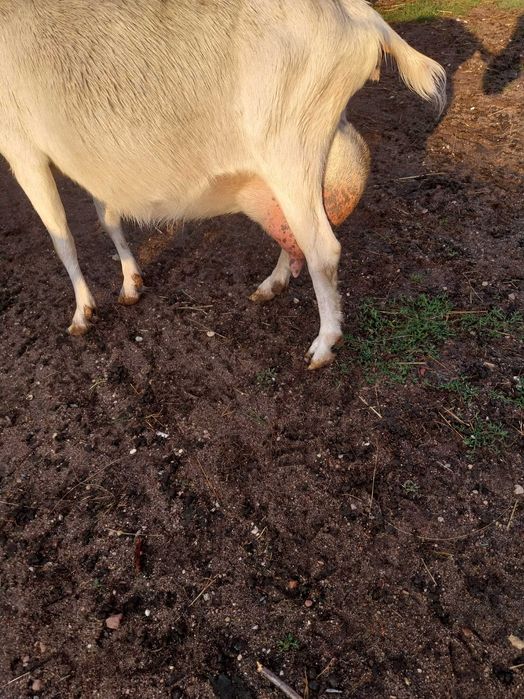 Kozki i koziołki british toggenburg