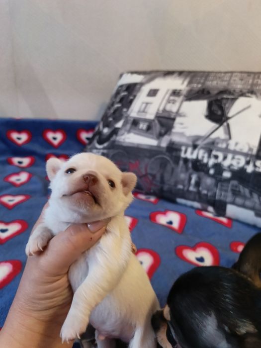 Цуценята чіхуахуа