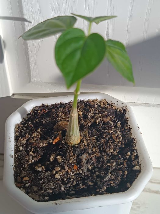 Gonolobus cyclophyllus