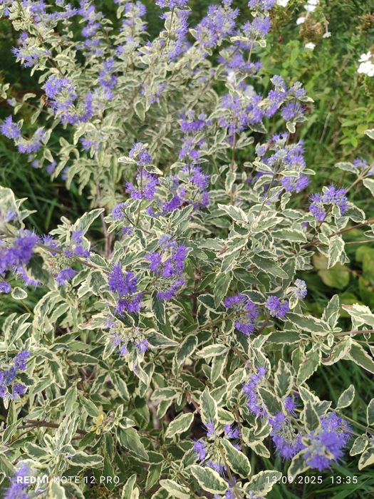 Каріоптерис, Спірея, бересклет, живучка, колхікум