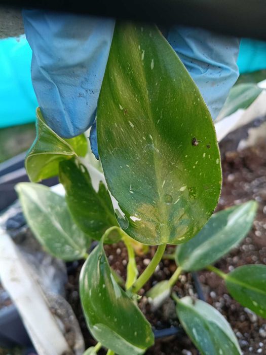 philodendron white wizard-sadzonki mniejsze