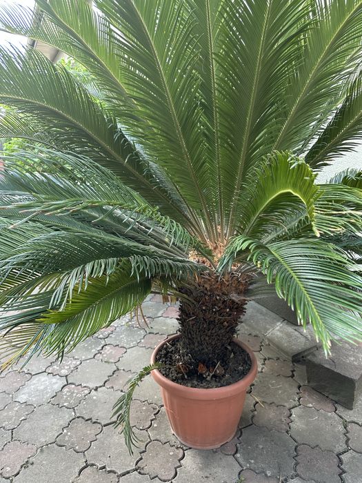 Сагова пальма