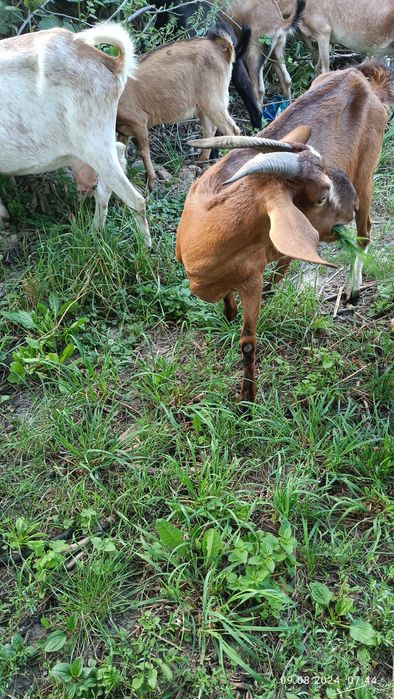 Продам англо-нубійські кози і козлики.