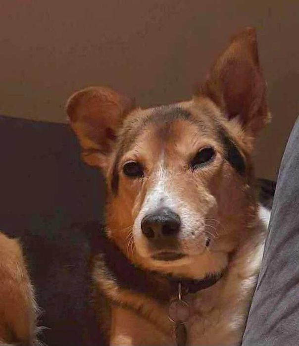 Piękny Vinci pokocha na zawsze