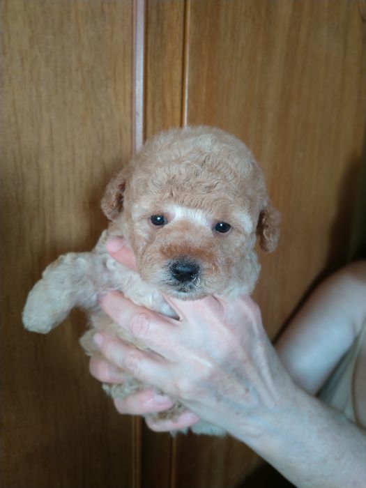 Мальтипу,мини мальчик