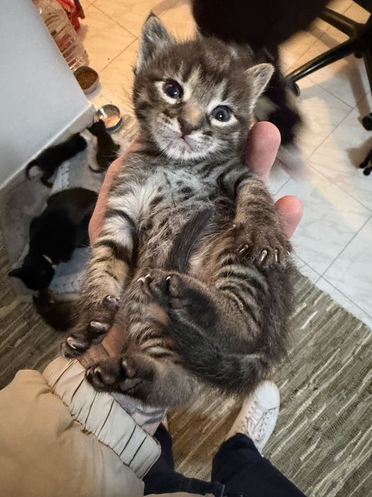 Gatinhos para adoção