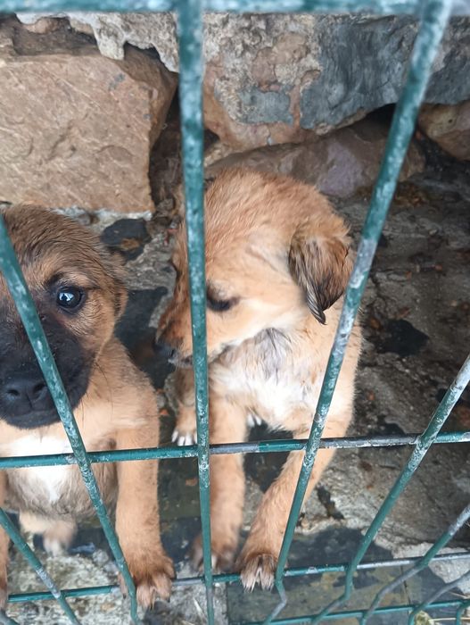 Cães para adoção responsável
