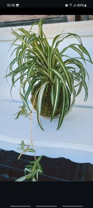 Plantas kokedamas em prato