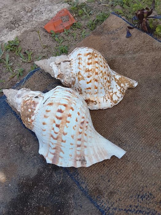 Vendo búzios grandes