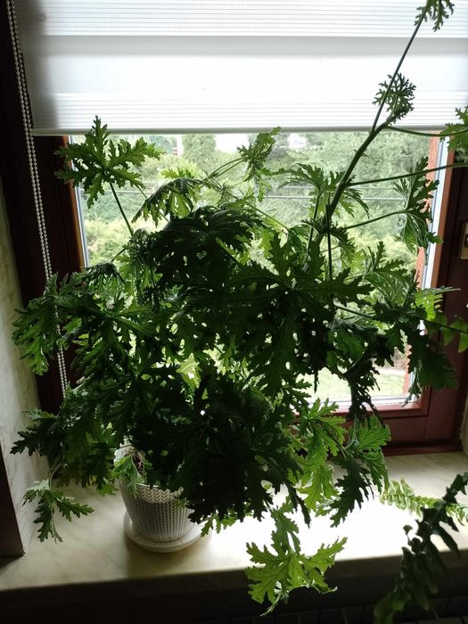 Monstera dziurawa oraz aloes aloe vera
Roślina