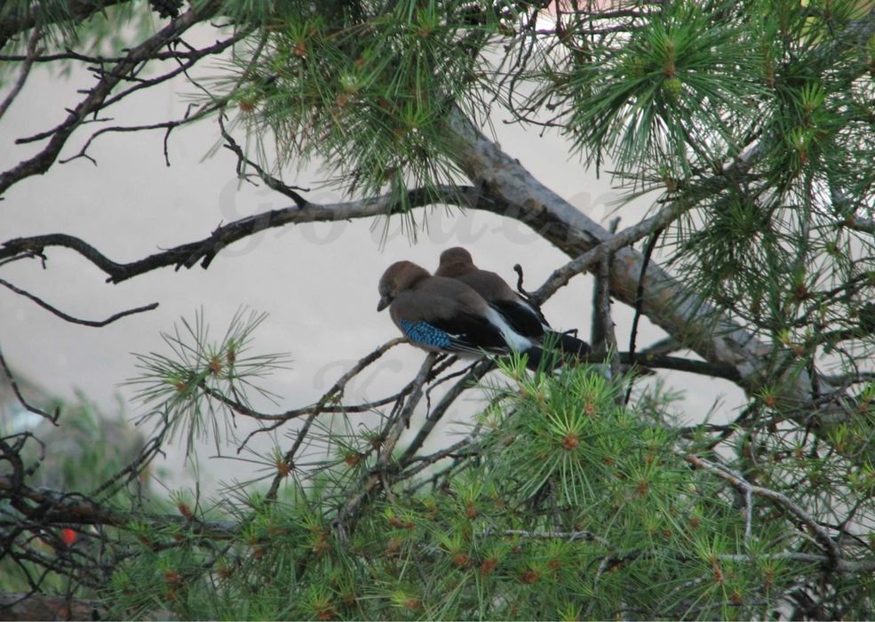 Продам земельну ДІЛЯНКУ 10 сотих, Ліс, серед СОСЕН, с.Северинівка