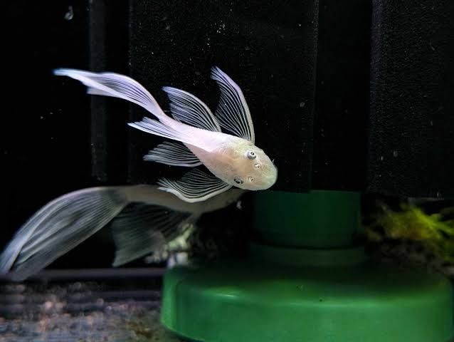 Ancistrus Snow White Long Fin