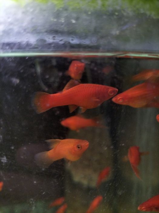 Mieczyk albino Red / Hamburg