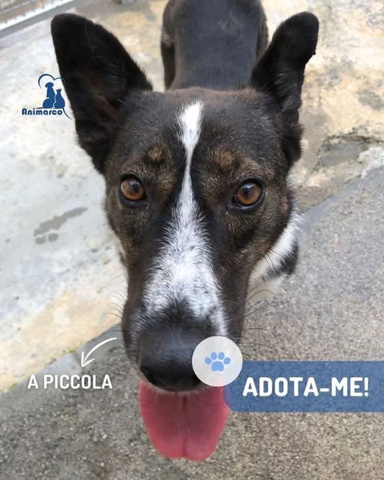 Picola - cadela para adocao