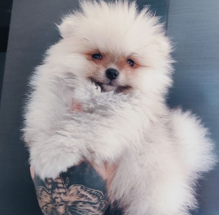 Дівчинка  та хлопчик зараз є шоколадного кольору