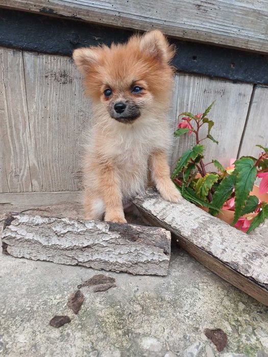 Риженька дівчатка  -померанський  шпіц.