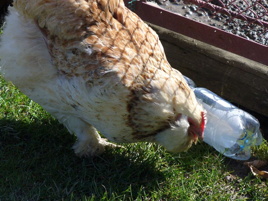 Fawerola łososiowa - jajka lęgowe