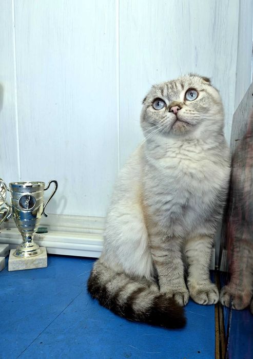 Шотландський красень в улюбленці