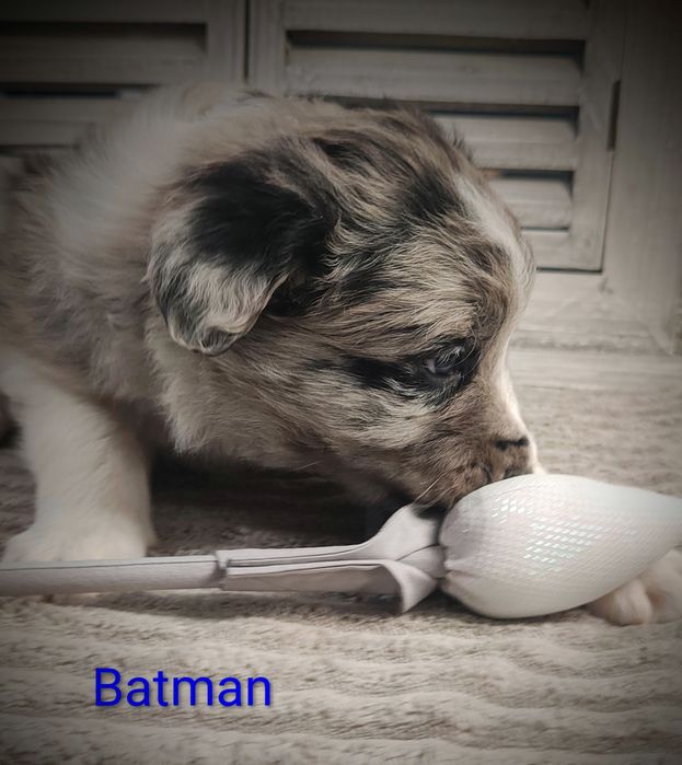 Border collie piesek Blue merle przebadani rodzice