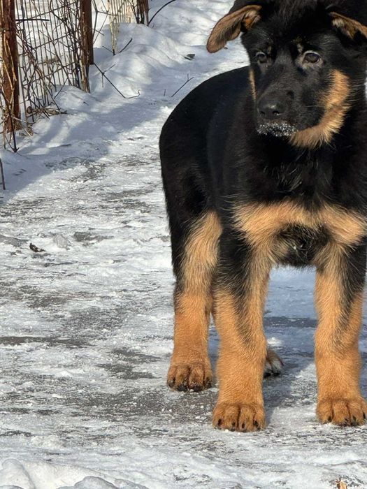 Щенки Чистокровной Немецкой Овчарки Харьков Доставка