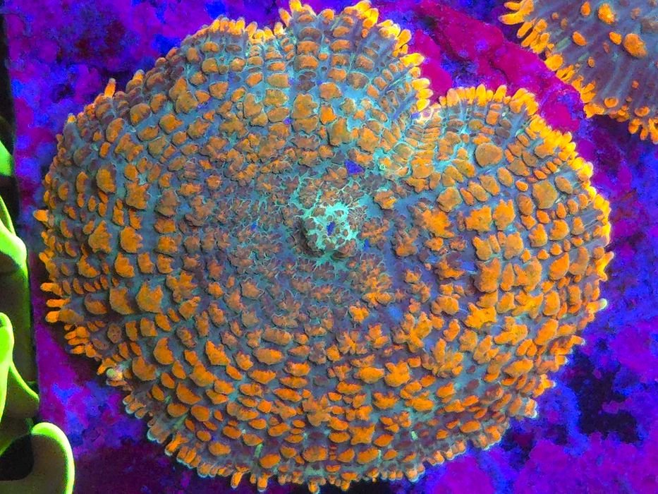 Rhodactis Orange Green Koralowce Miękkie Akwarystyka Morska