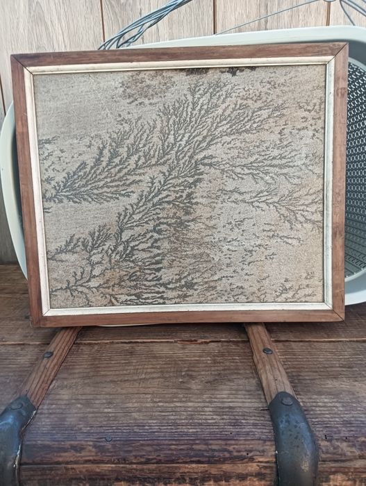 Quadro com fóssil vegetal