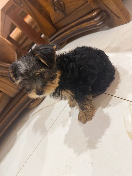 Yorkshire terrier szczeniak