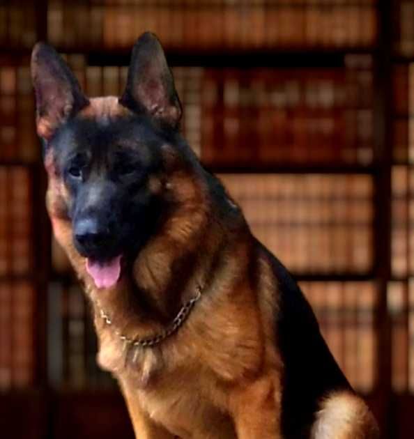 Питомник предлогает щенков нем овчарки.