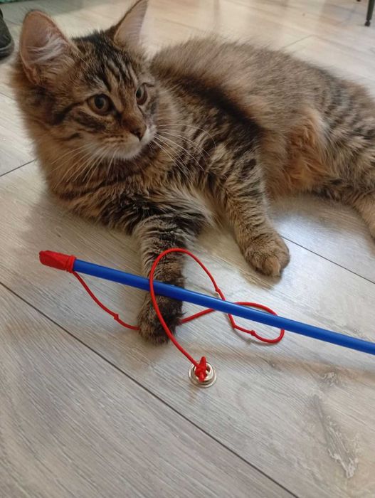 Подарую котика дівчинка